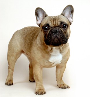 french_bulldog.jpg
