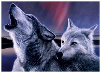 k9-wolves.jpg