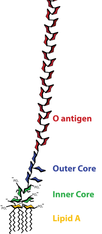 200px-LPS.svg.png