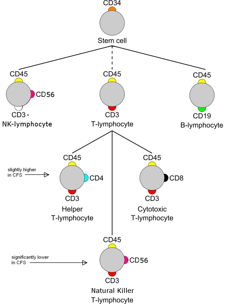 Cluster-of-differentiation-3-761x1024.jpg