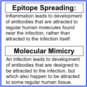 immunomechanisms.jpg