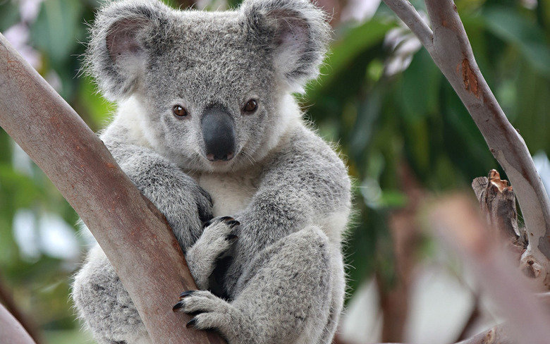 Koala_804748_5698190.jpg