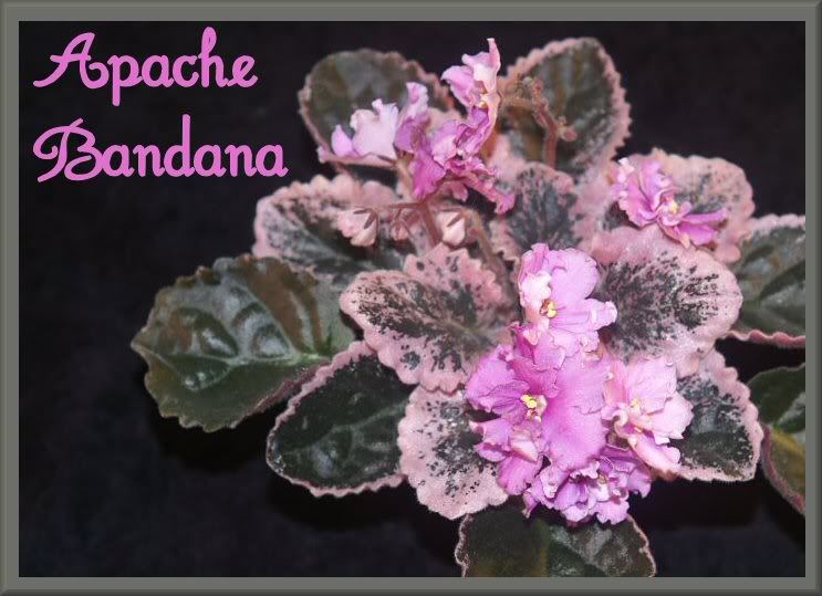 ApacheBandananame700.jpg