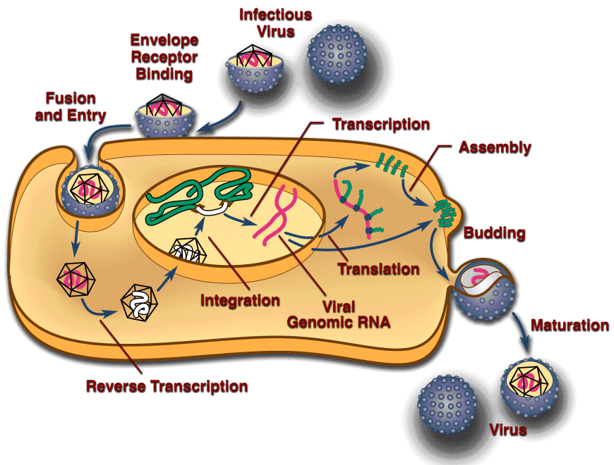 retroviral_lifecycle.gif