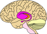 basalganglia.jpg