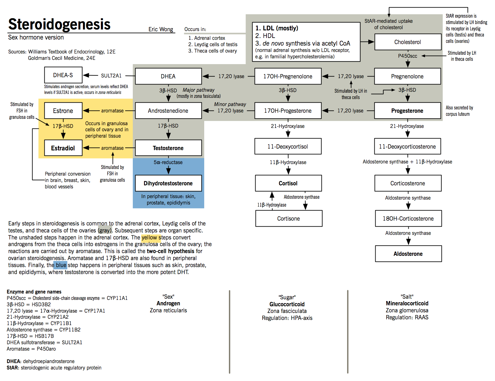steroidogenesis-sexhormone.png