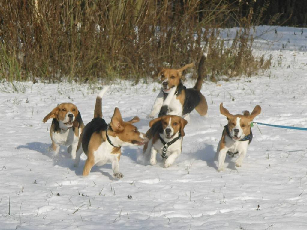 beagles.jpg
