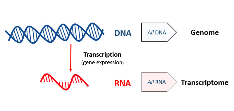 trascriptome.jpg