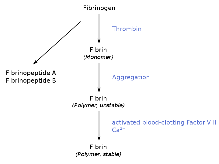 720px-genesis_of_fibrin_out_of_fibrinogen-svg.png