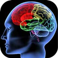 1923-Brain..jpg