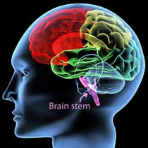 1921-Brain_Stem..jpg