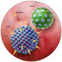990-RituximabNKCell.jpg