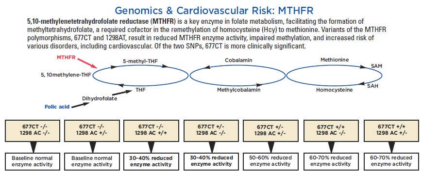 mthfr-677ct-1298ac.jpg