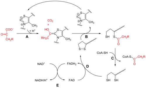 500px-PDH_schema.png