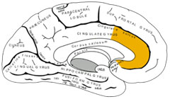 Anterior_Cingulate_CFS.jpg