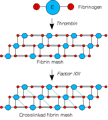 stabilisation_de_la_fibrine_par_le_factor_xiii.png