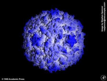 5302-POLIO12.jpg