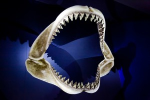 skeleton-jaw1-300x199.jpg