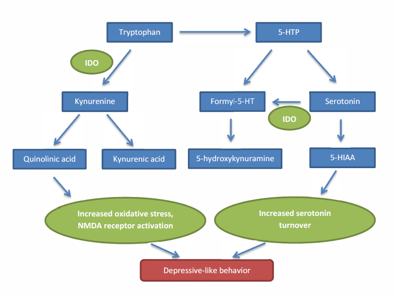 kynurenine-pathway.png