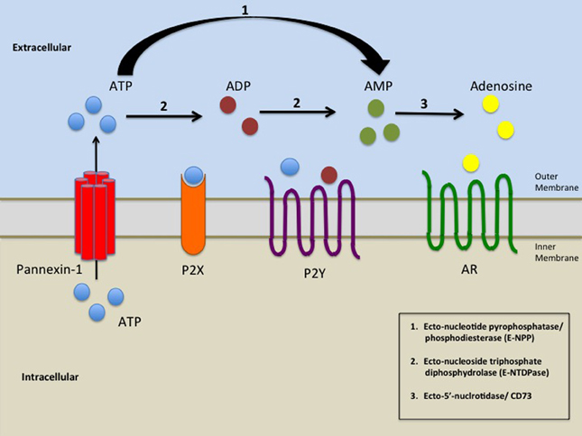 Purinergic_signalling.jpg