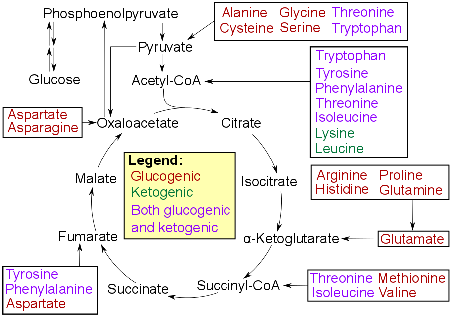 Amino_acid_catabolism_revised.png