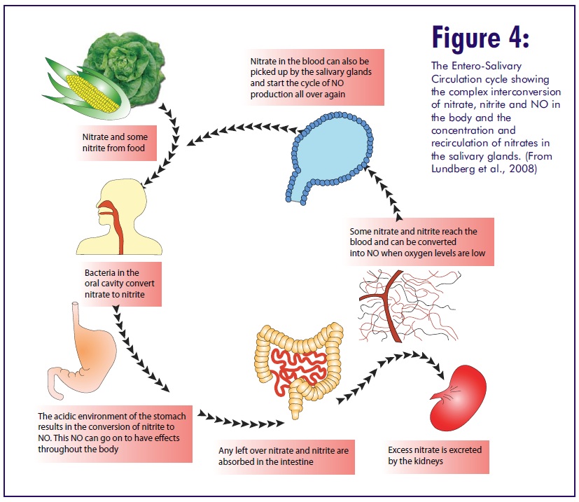 Entero-Salivary-nitrate-nitrite-NO.jpg