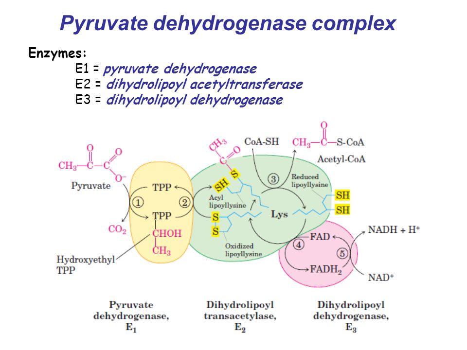 Suggested Pathology of Systemic Exertion Intolerance Disease