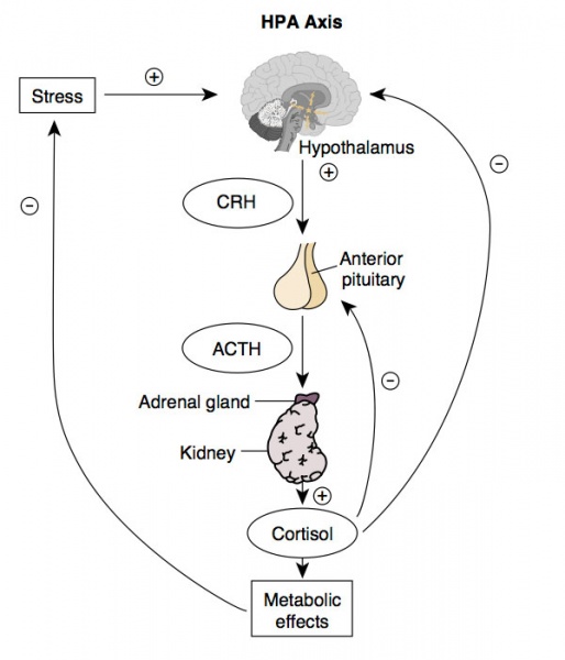 514px-HPA_axis.jpg