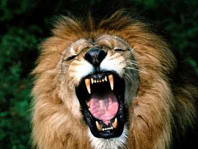 Roaring,+African+Lion.jpg