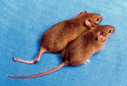 DNA_methylation_cloned_mice.jpg