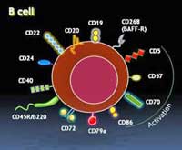 4595-B-cell-markers.jpg