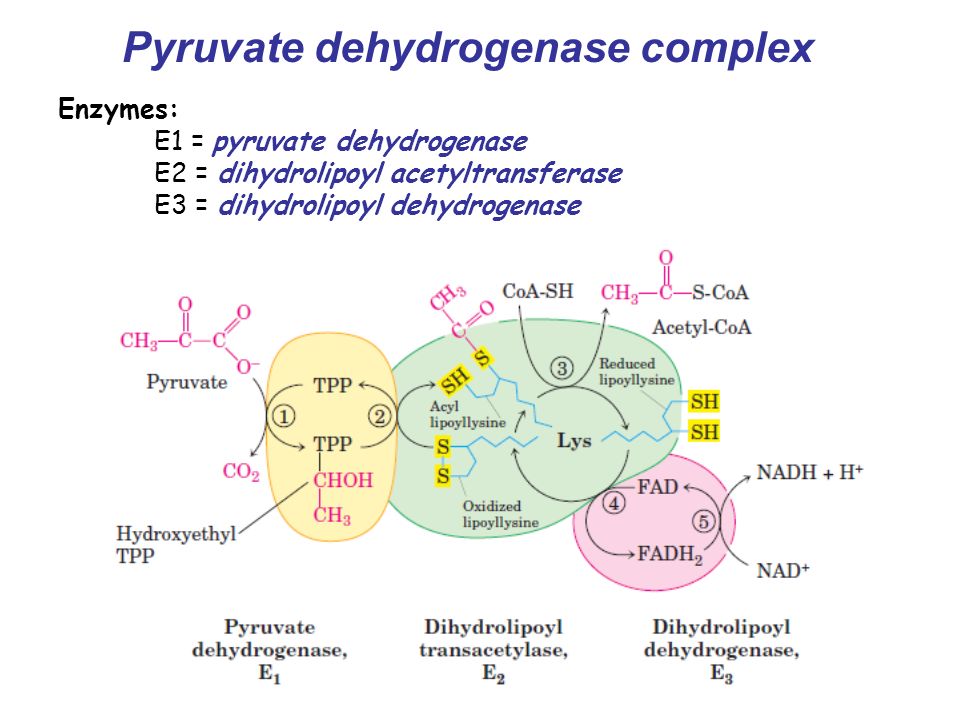 Pyruvate+dehydrogenase+complex.jpg