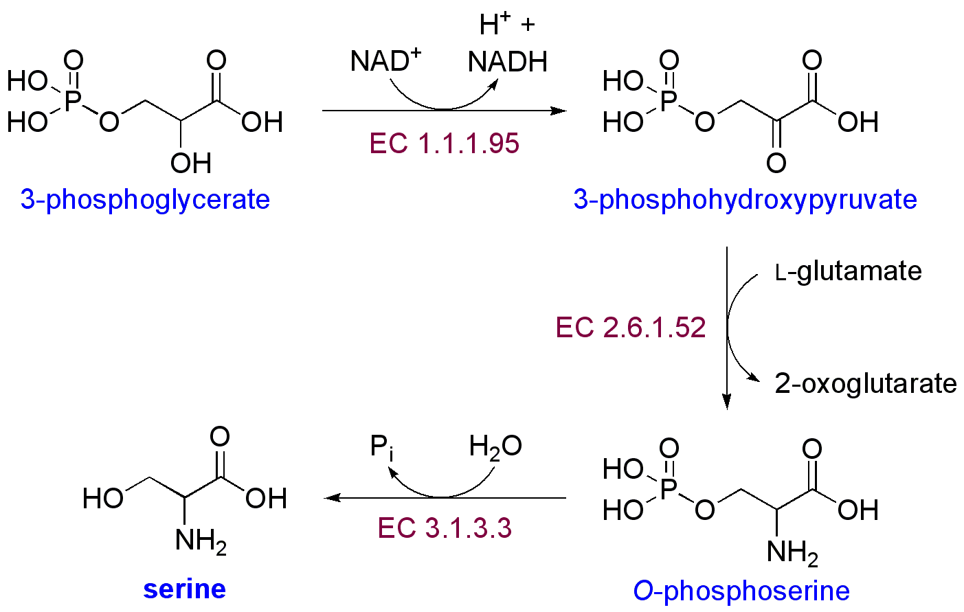 Serine_biosynthesis.png