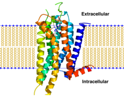 250px-A2A_receptor_bilayer.png