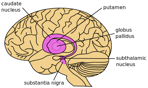 473px-Basal_Ganglia_lateral.svg.png