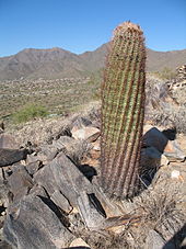 170px-Barrel_cactus_with_a_view.JPG