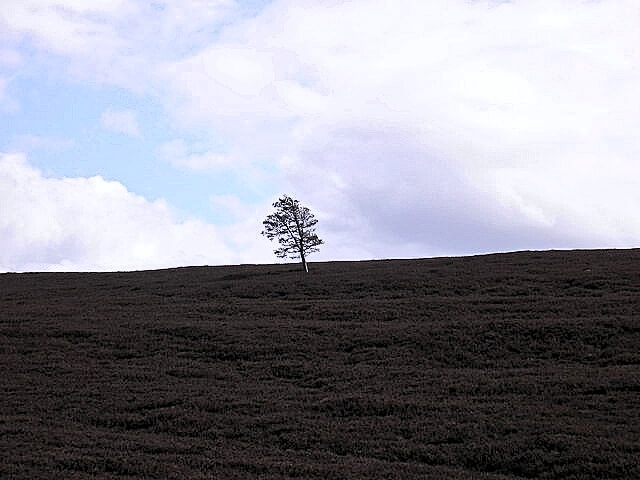 Lonesome-Pine-in-Britain_Fotor.jpg