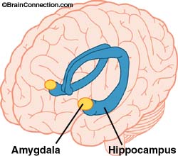 amygdala-hippocampus.jpg