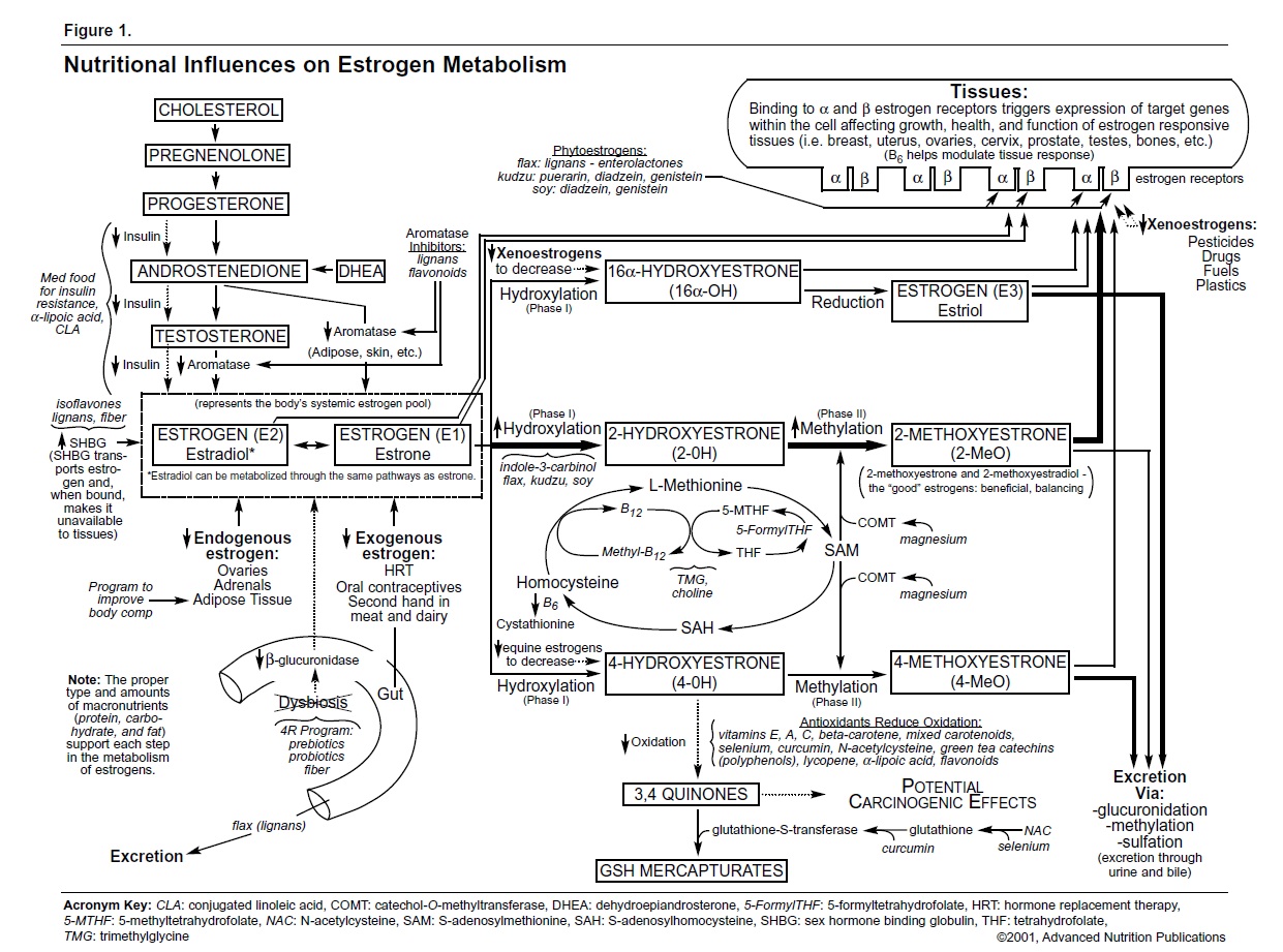 Nutrional-Influences-on-Estrogen-Metabolism.jpg