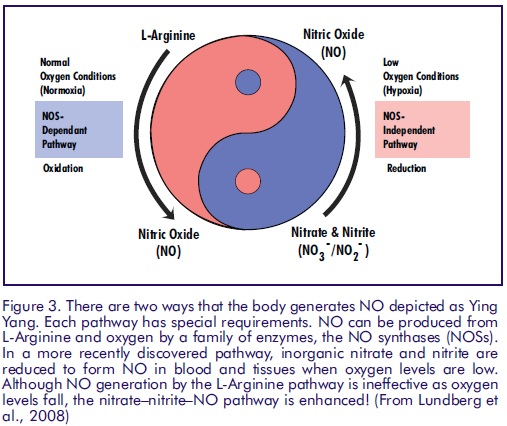 Nitric-Oxide-NO-yin-yang.jpg