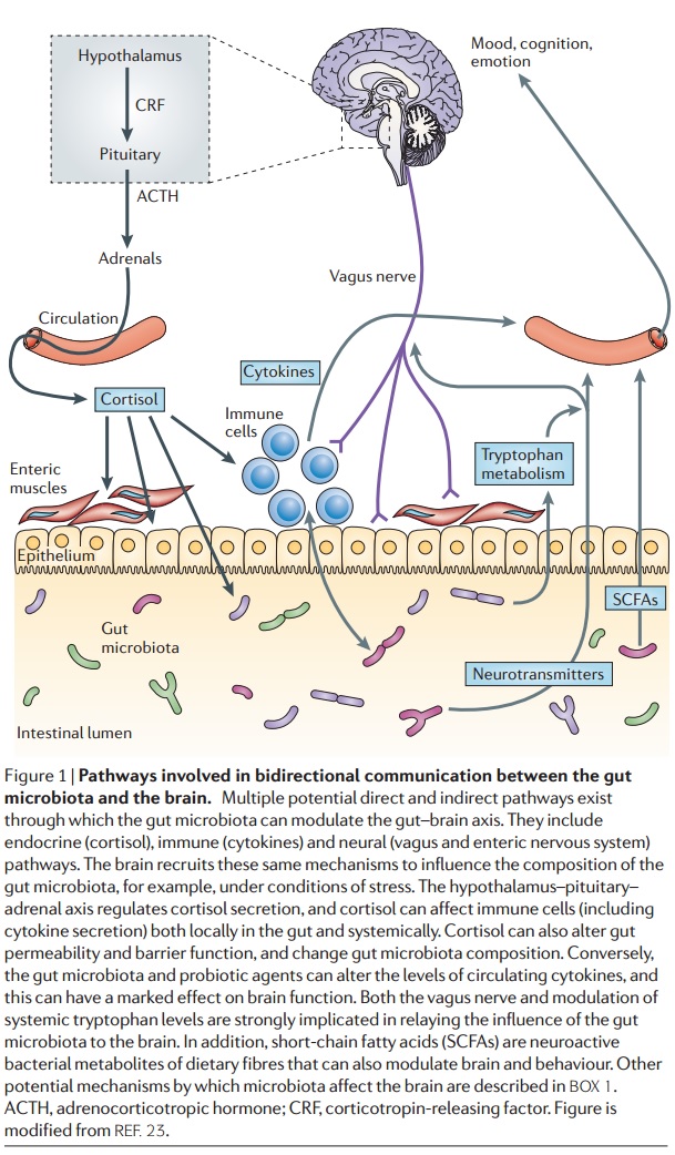 gut-microbiota-HPA-axis-resistant-starch-prebiotic-bacteria.jpg