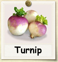 nonhybrid-turnip.gif