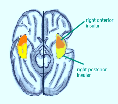 Position-of-the-Insula.png