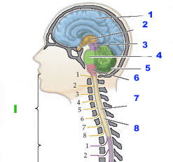 central_nervous_system-sm.jpg