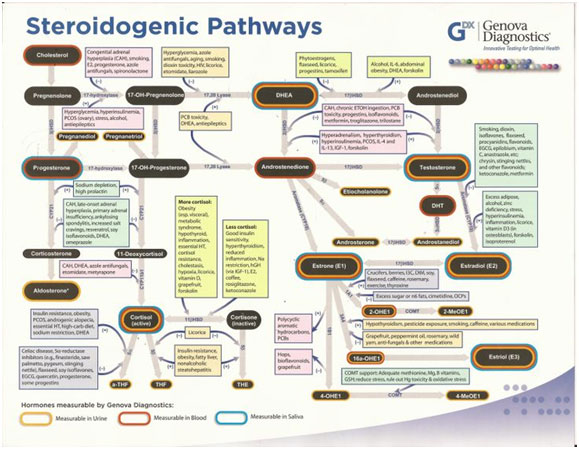 The-Steroidogenic-Pathways.jpg
