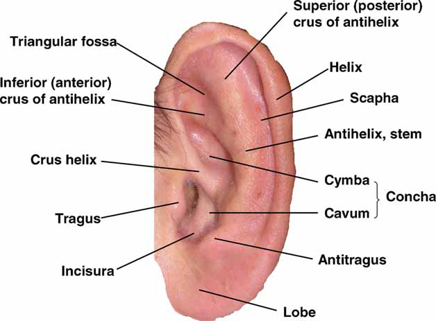 anatomy-ear1-large.jpg