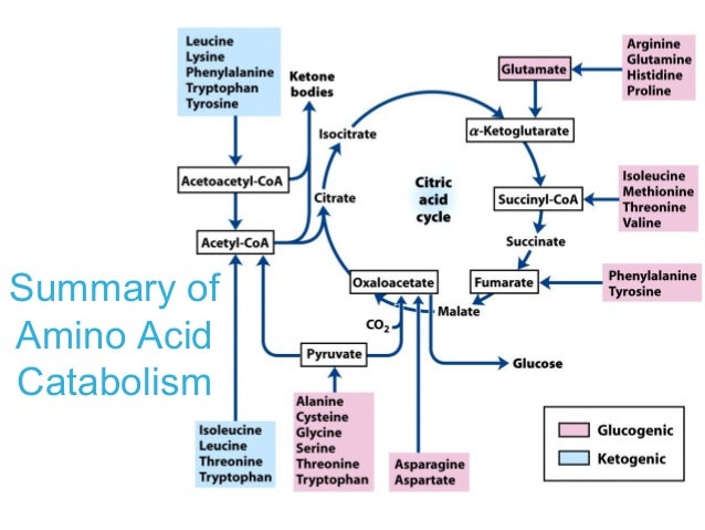biochemistry-amino-acid-oxidation-58-638.jpg