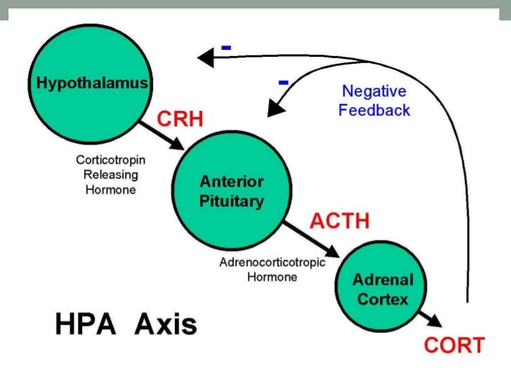 hypothalamicpituitaryadrenal-axis-3-728.jpg