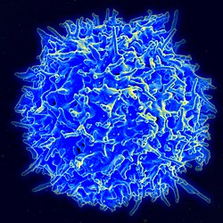250px-healthy_human_t_cell.jpg