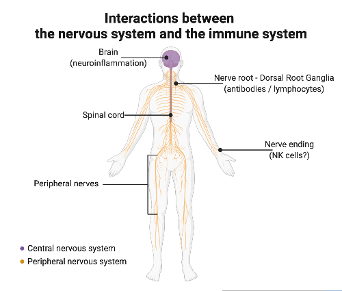 overview-cns-immune.png
